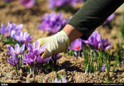 بیم و امیدهای بسته زعفرانی دولت